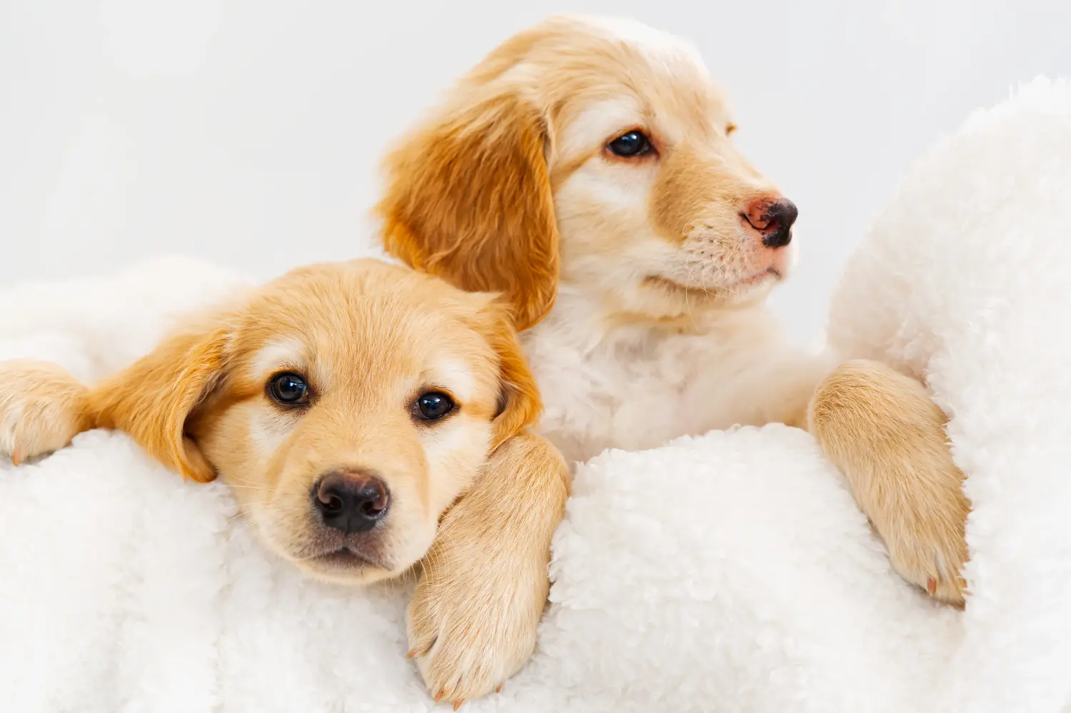 Buying a Hovawart puppy means taking responsibility! Buy Hovawart puppies.