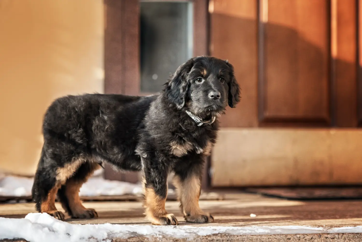 Buying a Hovawart puppy means taking responsibility! Buy Hovawart puppies.