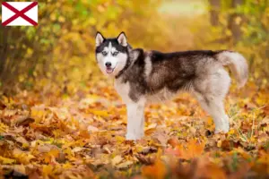 Read more about the article Husky breeders and puppies in Alabama