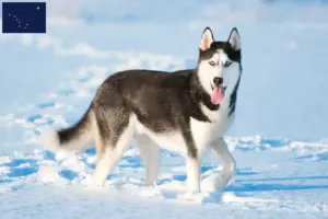 Read more about the article Husky breeders and puppies in Alaska