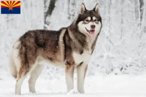 Read more about the article Husky breeders and puppies in Arizona