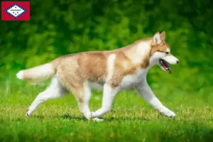 Read more about the article Husky breeders and puppies in Arkansas