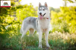 Read more about the article Husky breeders and puppies in California