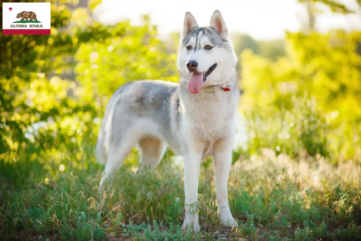 Husky puppies and breeder California Find Husky breeders in California.