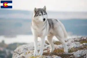 Read more about the article Husky breeders and puppies in Colorado