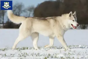 Read more about the article Husky breeders and puppies in Connecticut