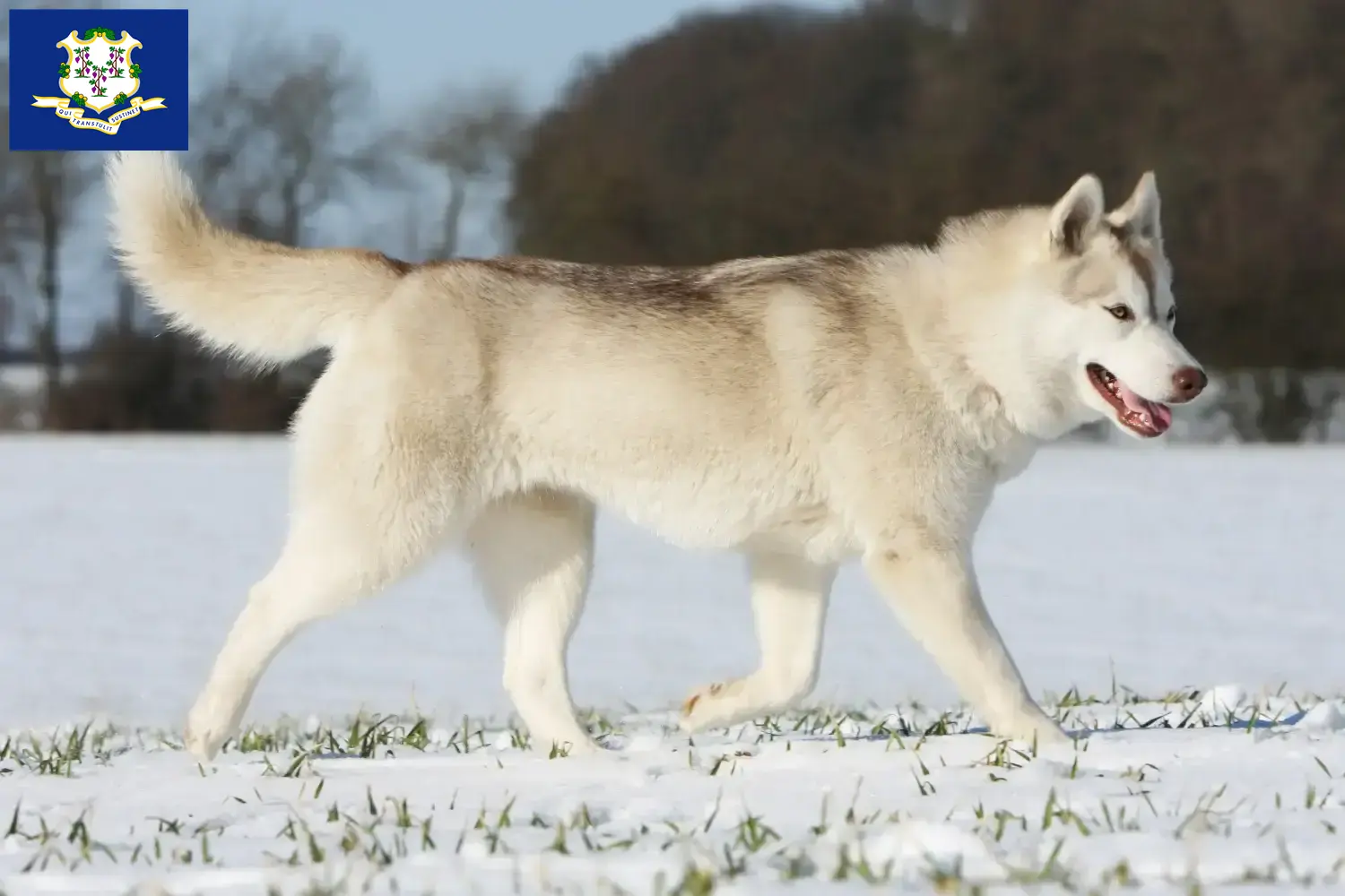 Husky puppies and breeders Connecticut Find Husky breeders in Connecticut.