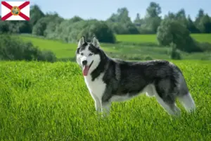 Read more about the article Husky breeders and puppies in Florida