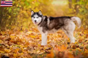 Read more about the article Husky breeders and puppies in Hawaii