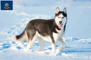 Read more about the article Husky breeders and puppies in Idaho