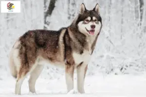 Read more about the article Husky breeders and puppies in Illinois
