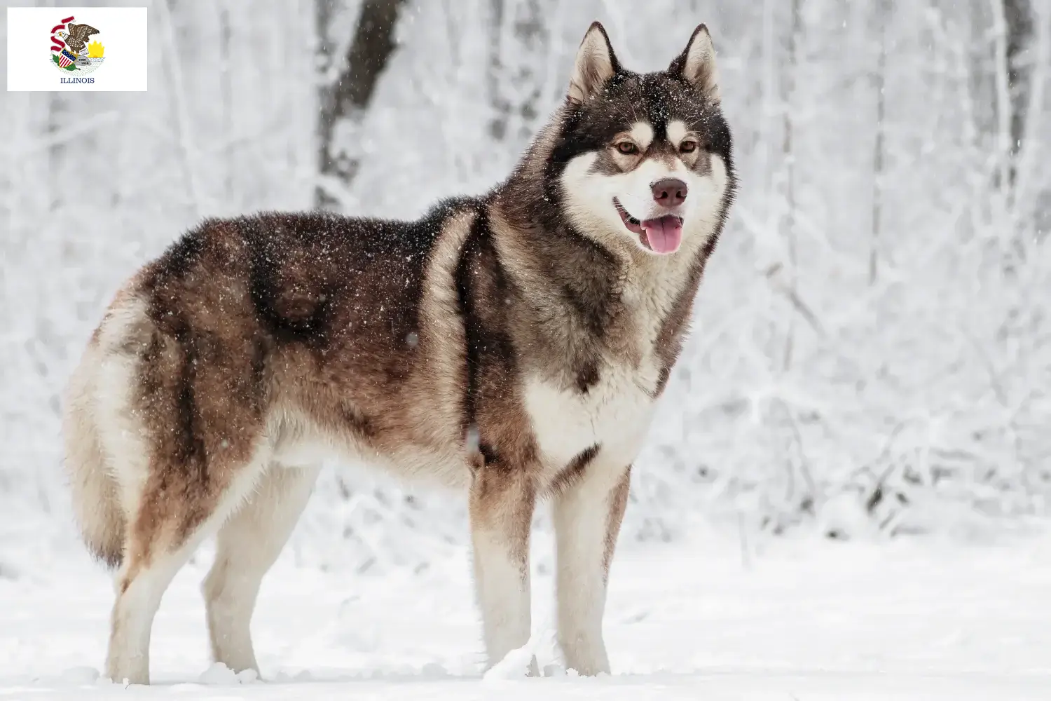 Husky puppies and breeders Illinois Find Husky breeders in Illinois.