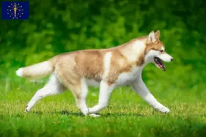 Read more about the article Husky breeders and puppies in Indiana
