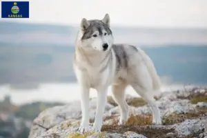 Read more about the article Husky breeders and puppies in Kansas