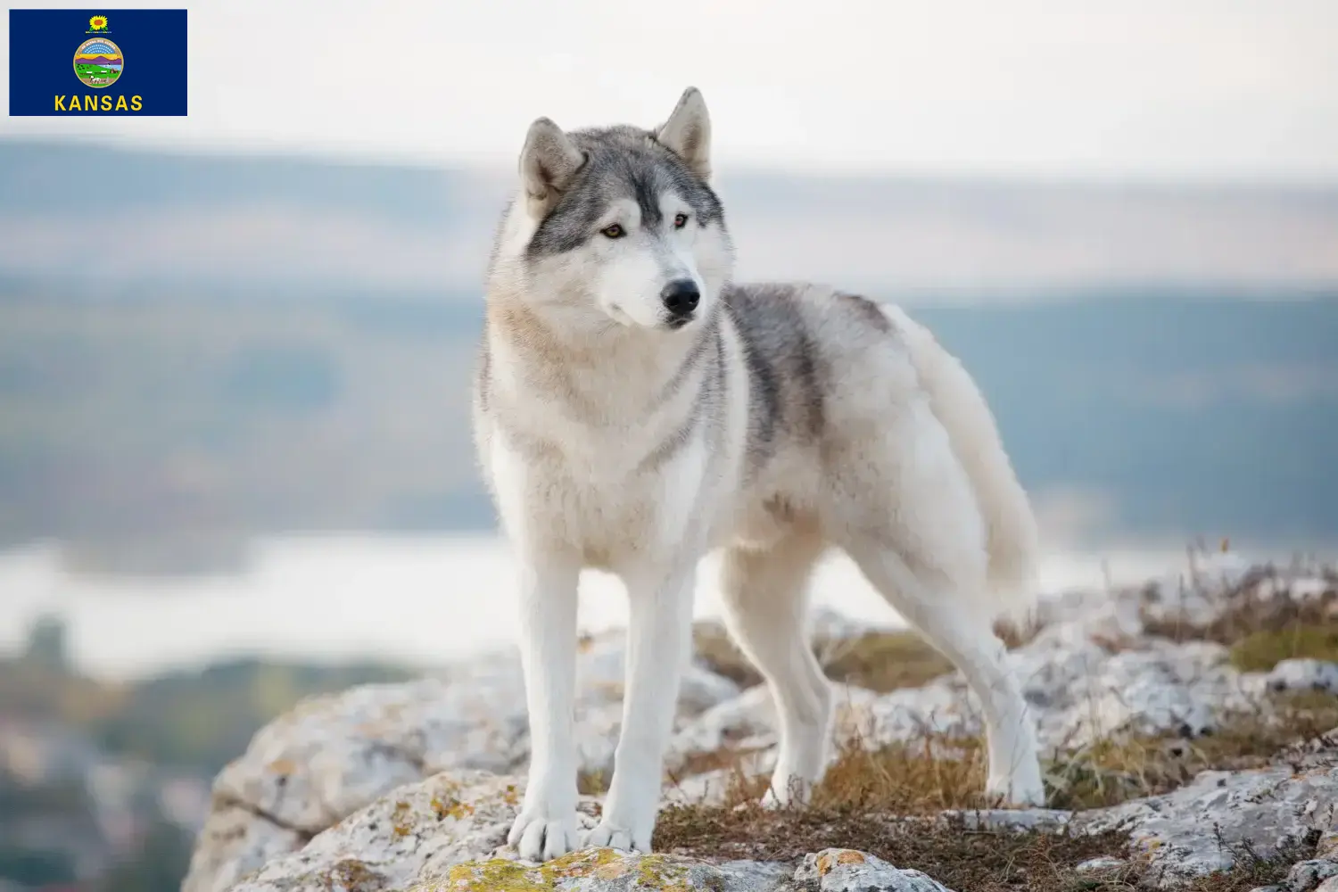 Husky puppies and breeders Kansas Find Husky breeders in Kansas here.
