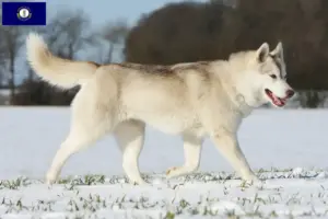 Read more about the article Husky breeders and puppies in Kentucky