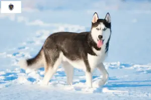 Read more about the article Husky breeders and puppies in Massachusetts