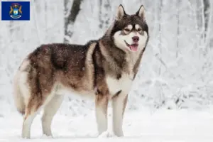 Read more about the article Husky breeders and puppies in Michigan