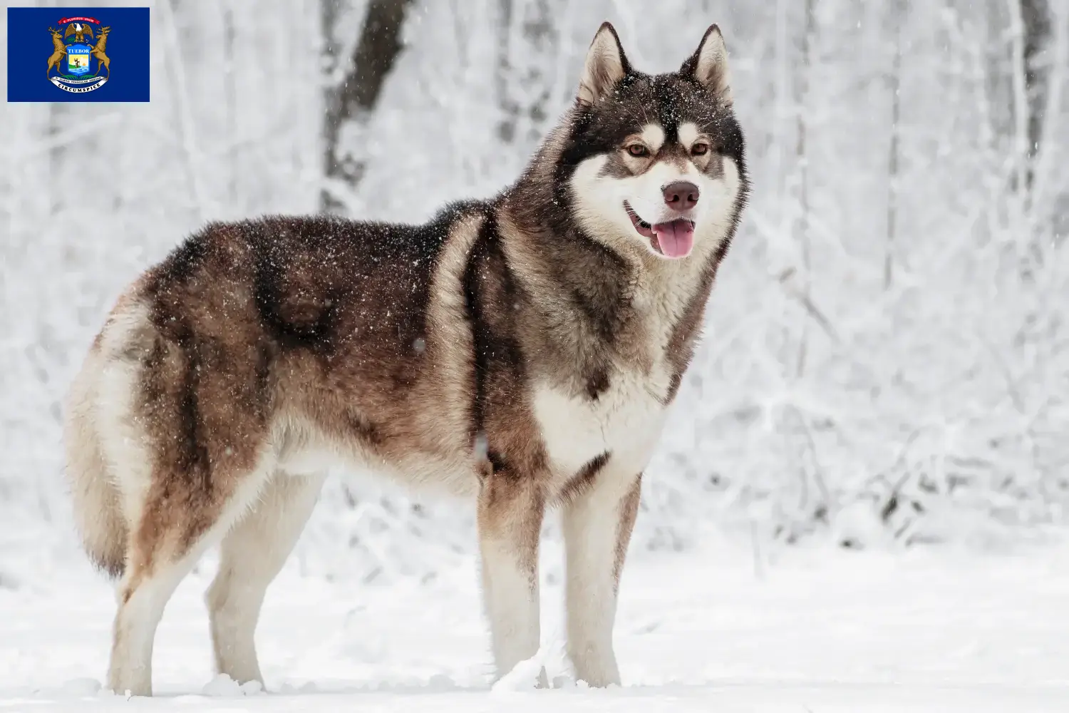 Husky puppies and breeders Michigan Find Husky breeders in Michigan.