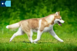 Read more about the article Husky breeders and puppies in Minnesota
