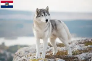 Read more about the article Husky breeders and puppies in Missouri