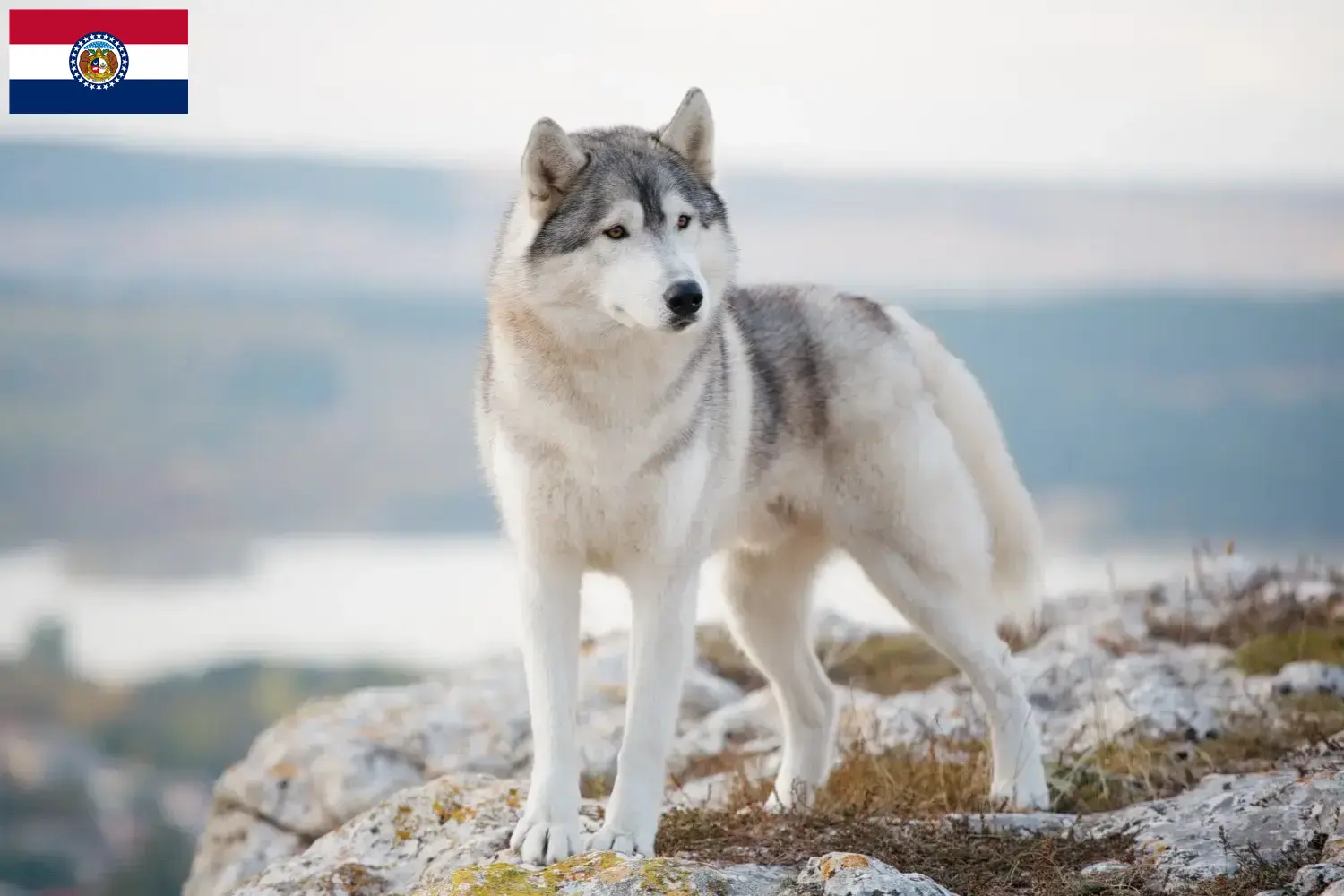 Husky puppies and breeders Missouri Find Husky breeders in Missouri here.