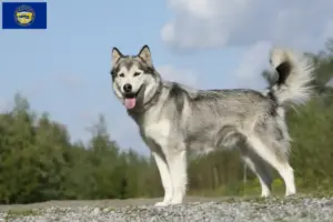 Read more about the article Husky breeders and puppies in Nebraska