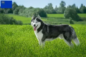 Read more about the article Husky breeders and puppies in Nevada