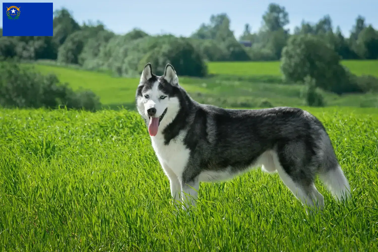 Husky puppies and breeder Nevada Find Husky breeders in Nevada.