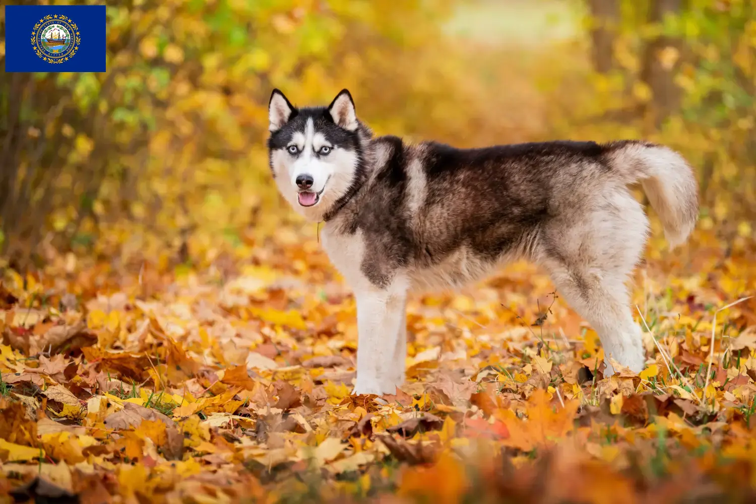 Husky puppies and breeders New Hampshire Find Husky breeders in New Hampshire.