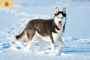 Read more about the article Husky breeders and puppies in New Jersey