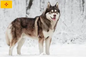 Read more about the article Husky breeders and puppies in New Mexico