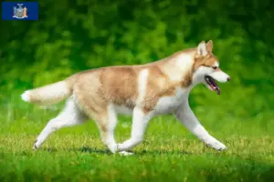 Read more about the article Husky breeders and puppies in New York