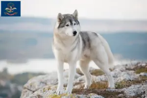 Read more about the article Husky breeders and puppies in North Dakota