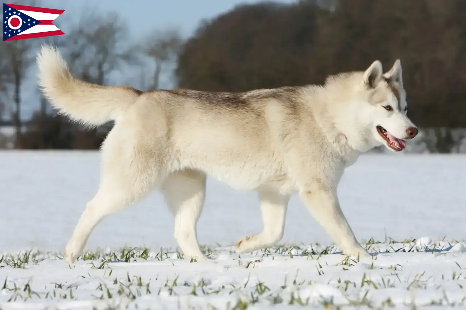 Husky puppies and breeders Ohio Find Husky breeders in Ohio.