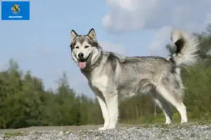 Read more about the article Husky breeders and puppies in Oklahoma