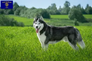 Read more about the article Husky breeders and puppies in Oregon