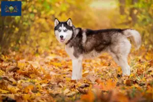 Read more about the article Husky breeders and puppies in Pennsylvania