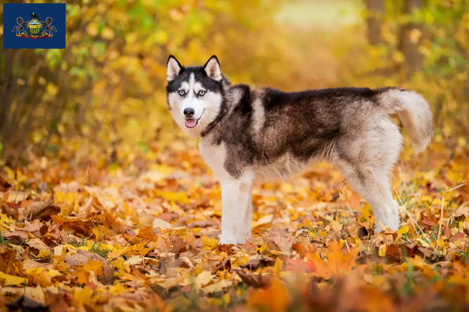Husky puppies and breeders Pennsylvania Find Husky breeders in Pennsylvania.