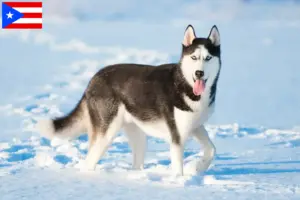 Read more about the article Husky breeders and puppies in Puerto Rico