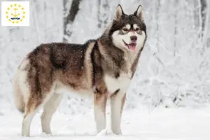 Read more about the article Husky breeders and puppies in Rhode Island