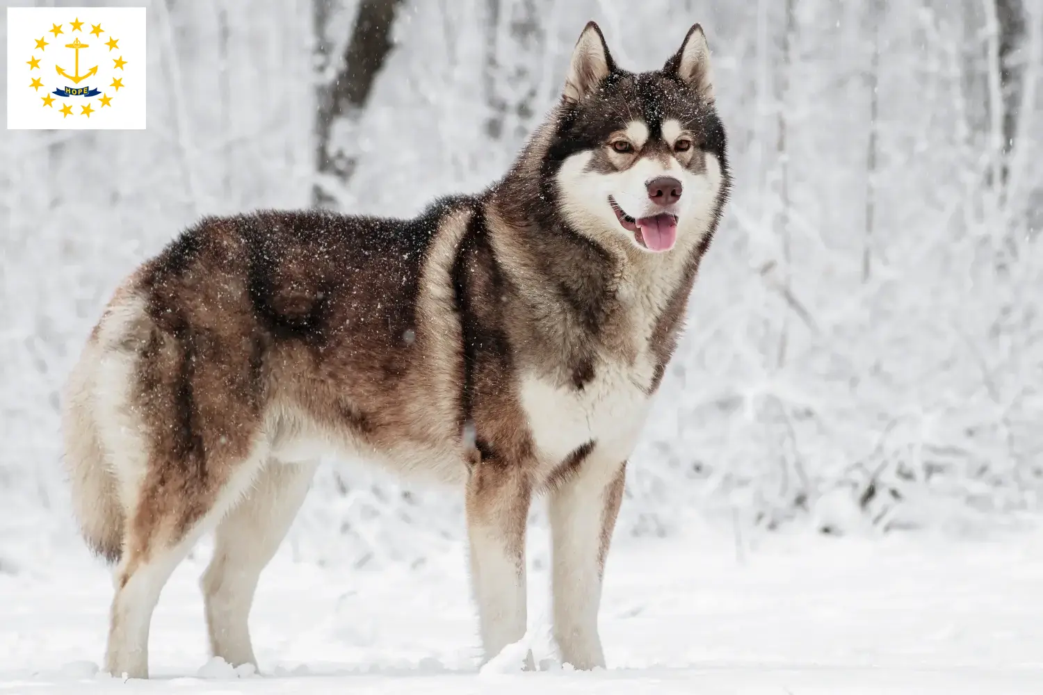 Husky puppies and breeders Rhode Island Find Husky breeders in Rhode Island.
