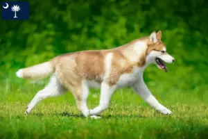 Read more about the article Husky breeders and puppies in South Carolina