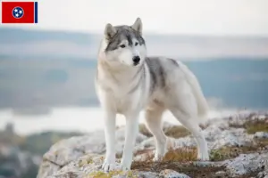 Read more about the article Husky breeders and puppies in Tennessee