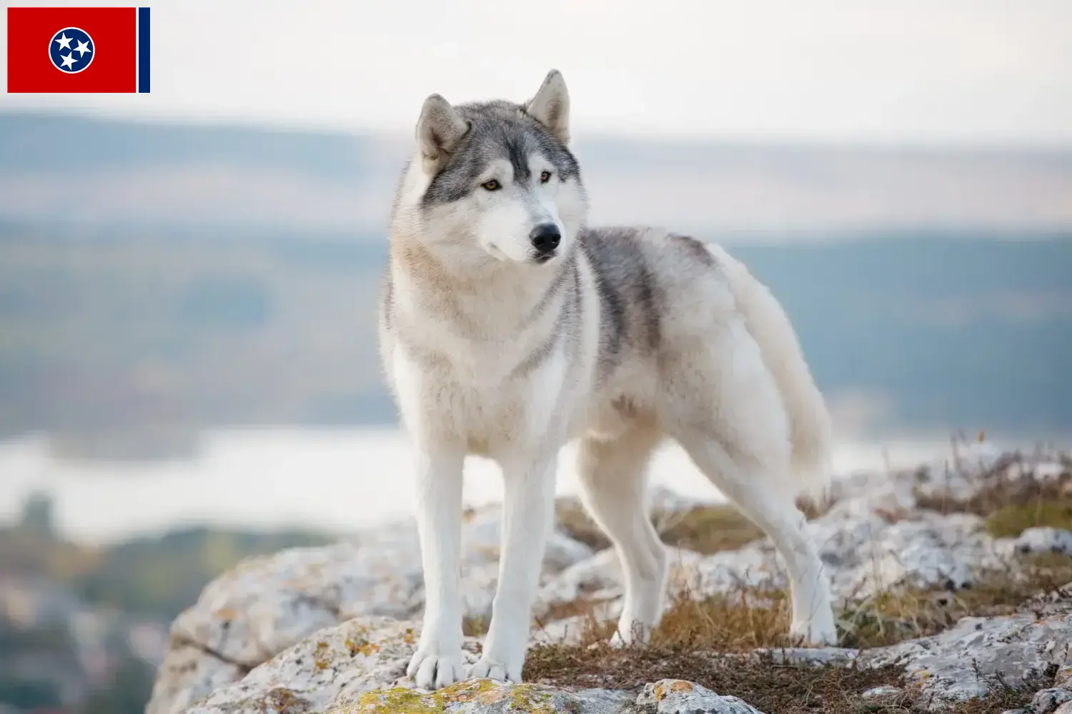 Husky puppies and breeder Tennessee Find Husky breeders in Tennessee.