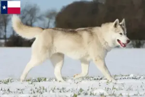 Read more about the article Husky breeders and puppies in Texas