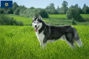 Read more about the article Husky breeders and puppies in Vermont