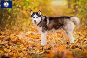 Read more about the article Husky breeders and puppies in Virginia