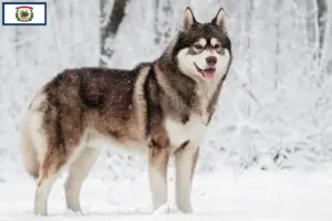 Read more about the article Husky breeders and puppies in West Virginia