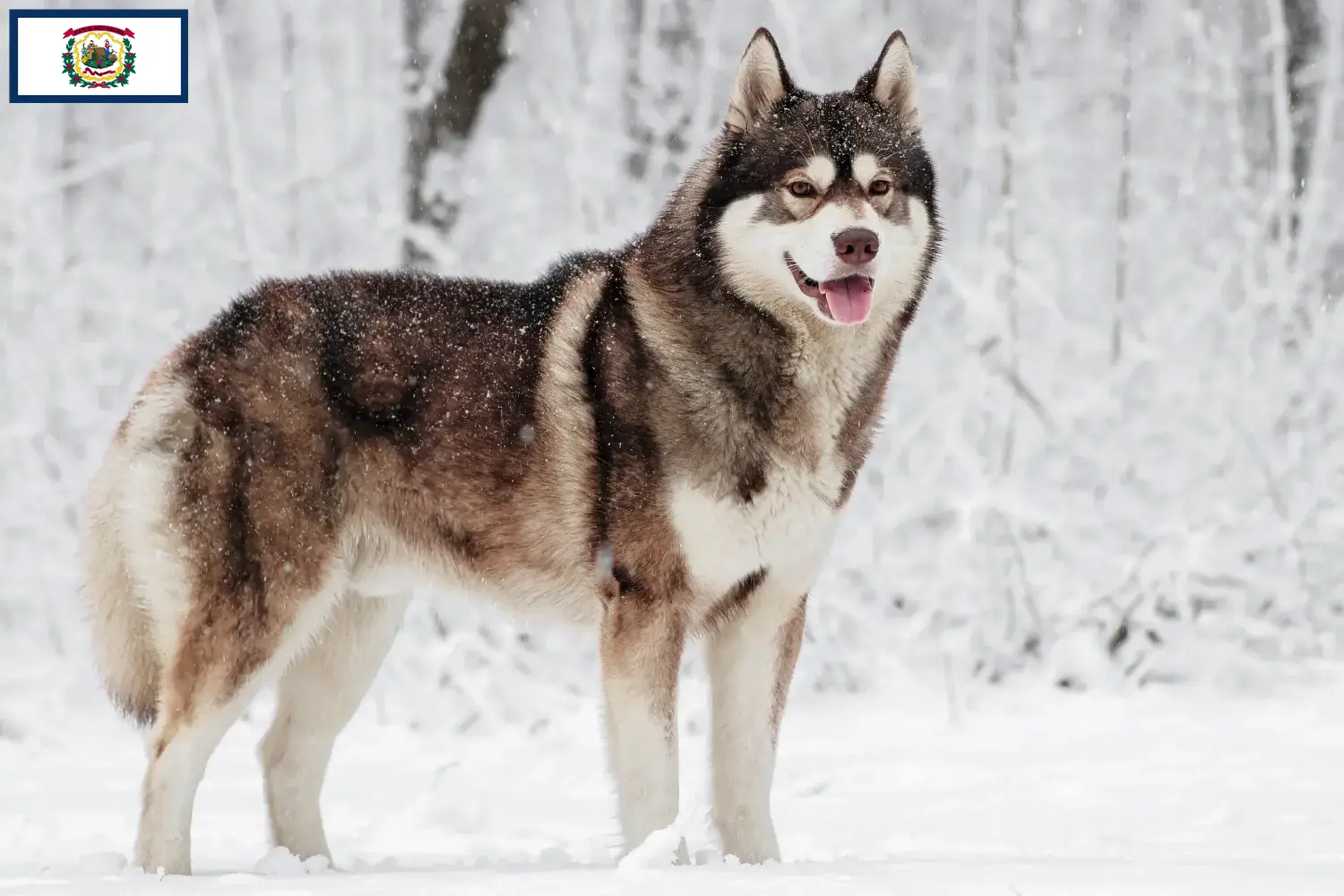 Husky puppies and breeders West Virginia Find Husky breeders in West Virginia.